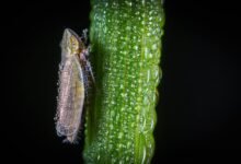 user response to drops