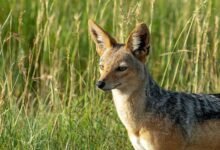 voicemail retrieval behavior analysis